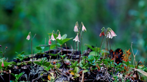 Rosa blommor av sorten Linnea i skogen.
