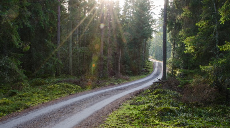 Solstrålar på en grusväg i skogen.