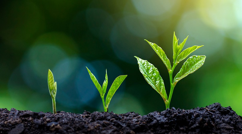 Development of seedling growth Planting seedlings young plant in the morning light on nature background